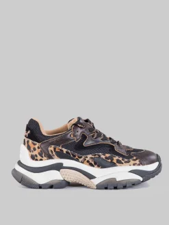 Hot ASH Sneaker addict